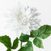 Dahlia Winter White 71cml