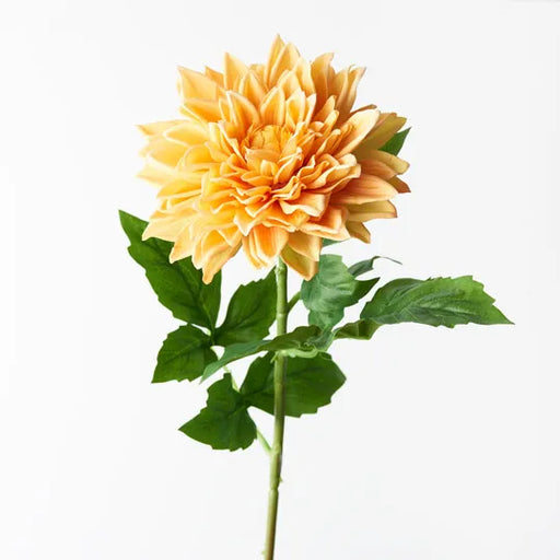 Dahlia Yellow 71cml