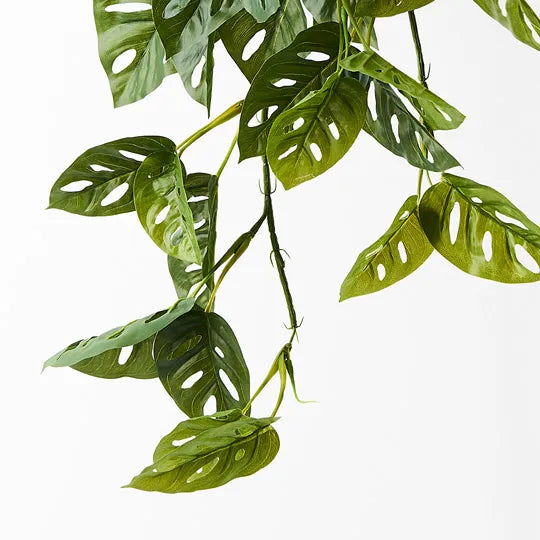 Monstera Adansonii Hanging Bush Green 70cml