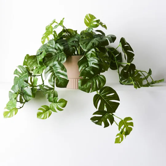 Monstera Hanging Bush in Pot Green 56cml x 27cmh