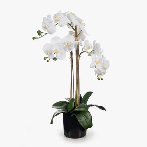 Orchid Phalaenopsis in Pot White 61cmh