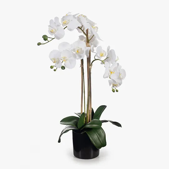 Orchid Phalaenopsis in Pot White 61cmh