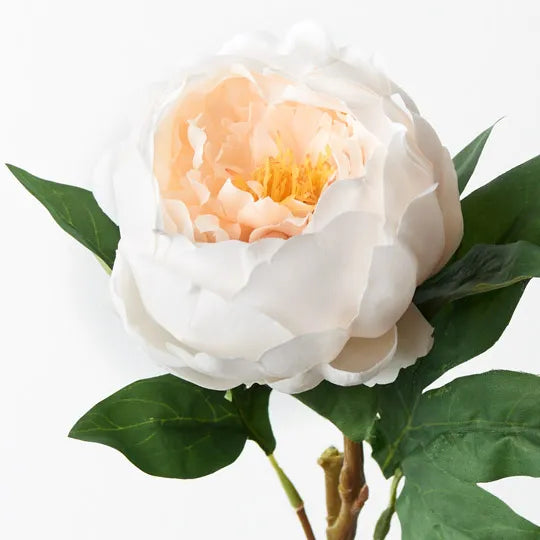 Peony Ivory 58cml