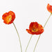 Poppy Iceland Spray Burnt Orange 60cml