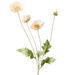 Poppy Iceland Spray Peach 60cml