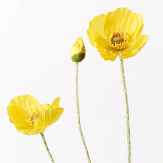 Poppy Iceland Spray Yellow 60cml