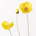 Poppy Iceland Spray Yellow 60cml