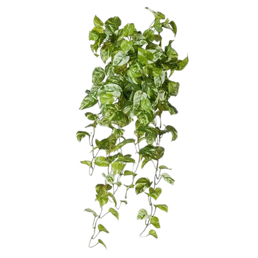 Pothos Marble Hanging Bush Variegated 91cml