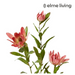 Ronis Protea Orientale Spray Pink 42x16x99cm