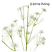 Ronis Queen Anne Lace Wild Spray White 33x28x76cm