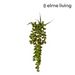 Ronis String of Pearls Hanging Plant Green 8x8x34cm