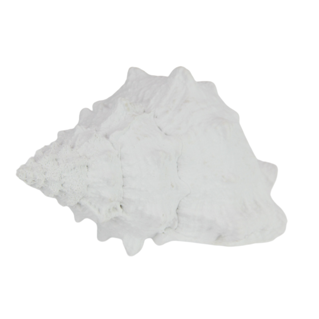 White Knobbed Whelk Shell 19x19cm