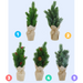 Potted Pine Tree Asstd 36cm