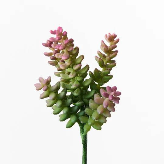 Sedum Sandflower Green Pink 20cml