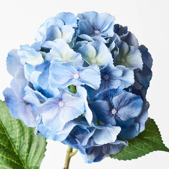 Hydrangea Blue 52cml