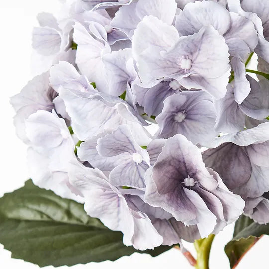 Hydrangea Grey 52cml