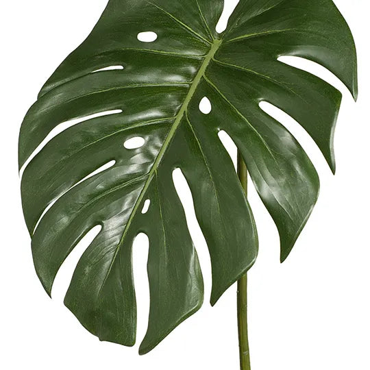 Monstera Leaf Green 80cml