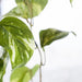 Pothos Marble Hanging Bush Variegated 91cml