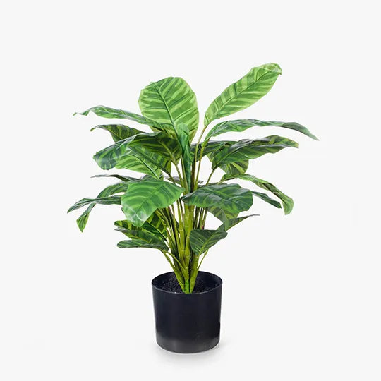 Calathea Plant Green 50cmh