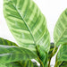 Calathea Plant Green 50cmh