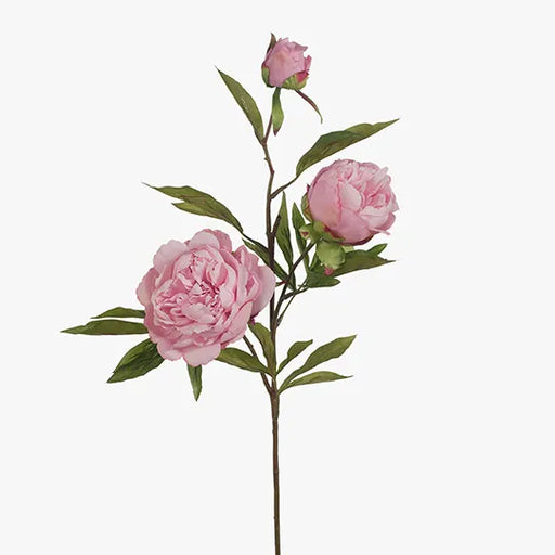 Peony x3 Light Pink 74cml