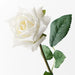 Rose Lola White 46cml x 7.5cmd