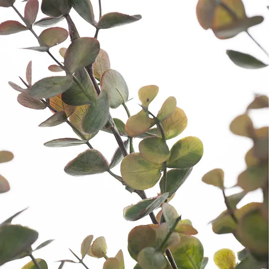 Eucalyptus Bush Olive Green 60cml