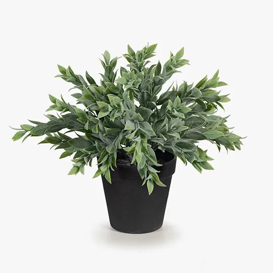 Ruscus Bush in Pot Grey Green 24cmw x 25cmh