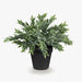 Ruscus Bush in Pot Grey Green 24cmw x 25cmh