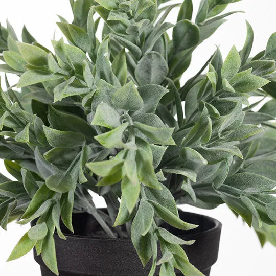 Ruscus Bush in Pot Grey Green 24cmw x 25cmh