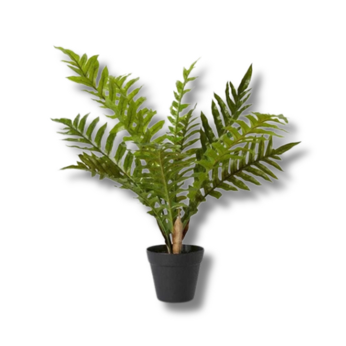 Hares Foot Fern-Garden Pot 66cm Green