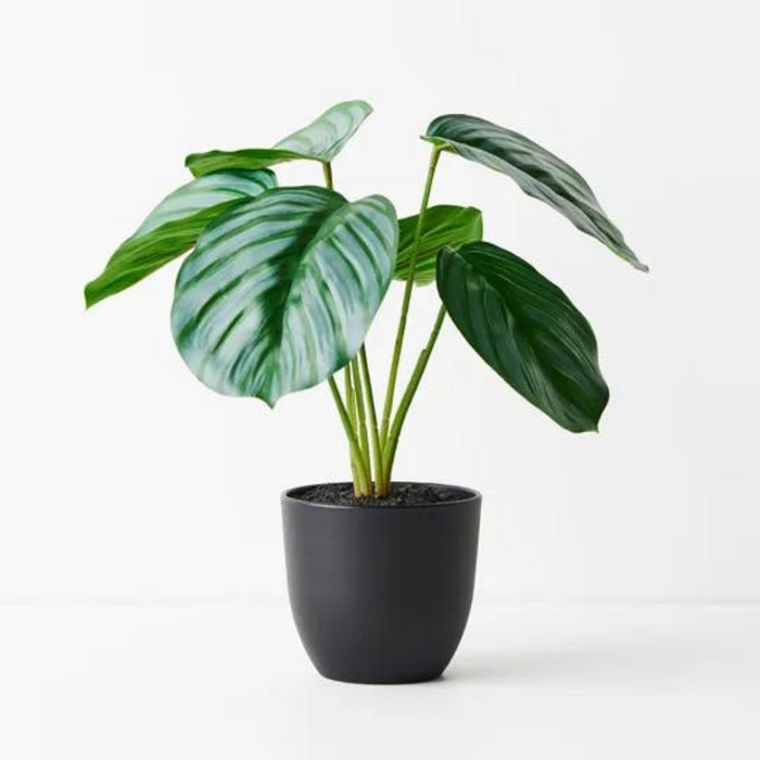 Calathea Plant Green 28cmh