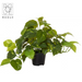 Pothos Garden Pot