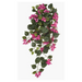 Ronis Bougainvillea Hanging Bush Fuschia 70cml