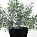 Boxwood Berry Bush in Pot Grey Green 24cmh