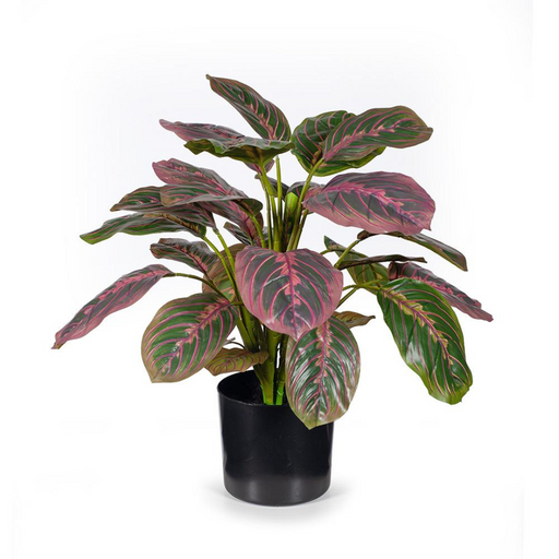 Ronis Calathea Plant Green Mauve 50cmh