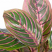 Ronis Calathea Plant Green Mauve 50cmh