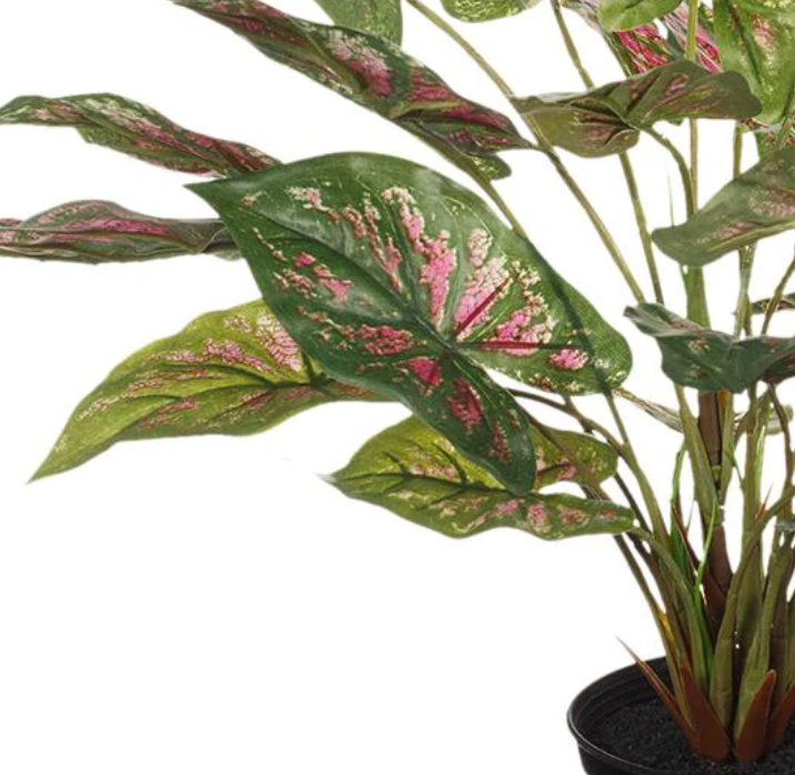 Caladium in Pot Green 48cmh