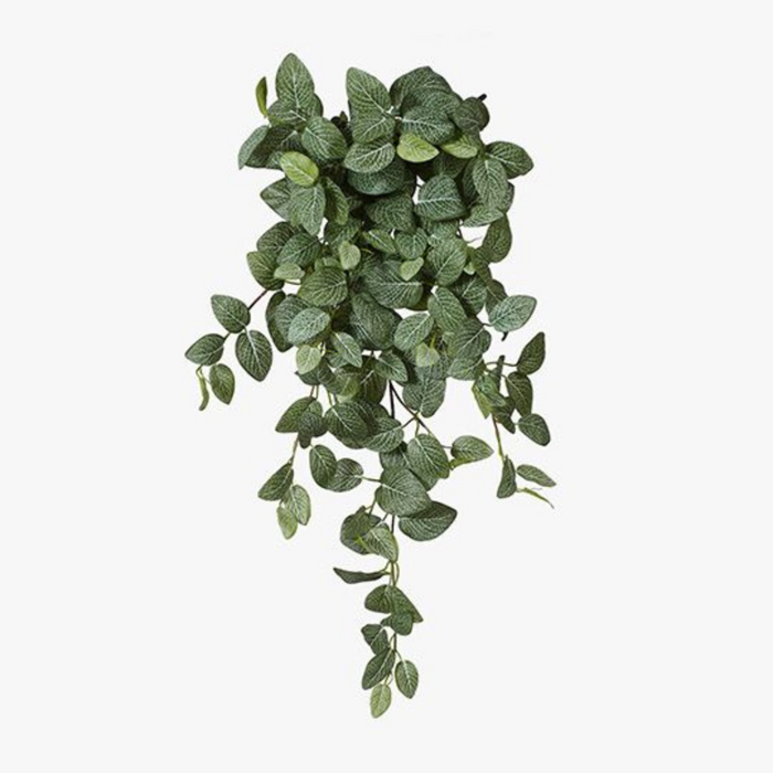 Ronis Fittonia Hanging Bush Green 89cml