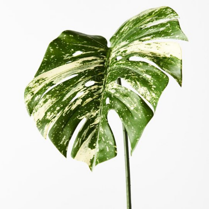 Ronis Monstera Leaf Variegated 80cml