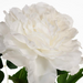 Ronis Peony White 61cml