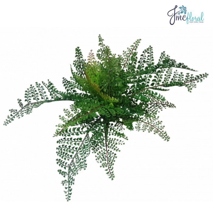 Lace Fern Bush