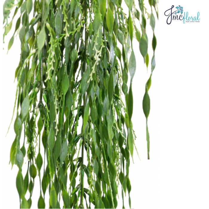 Willow Vine 565Cm