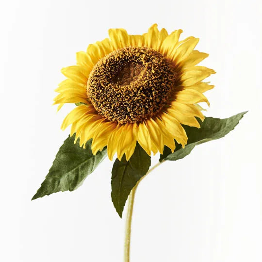 Sunflower Yellow 60cml