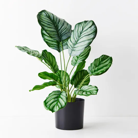 Calathea Plant Green 48cmh