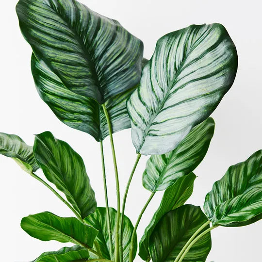 Calathea Plant Green 48cmh