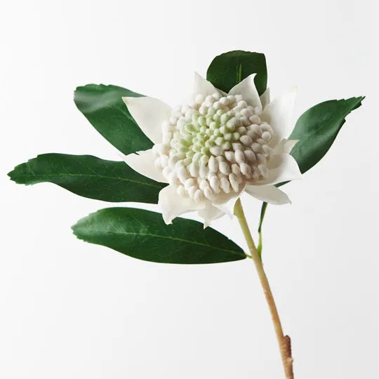 Waratah White 45cml