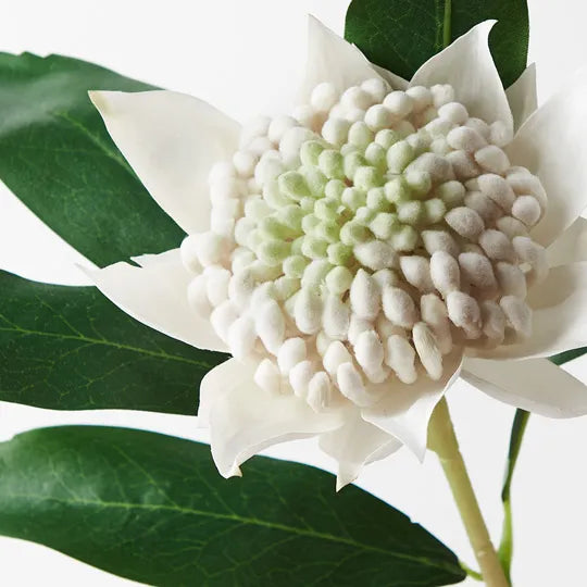 Waratah White 45cml