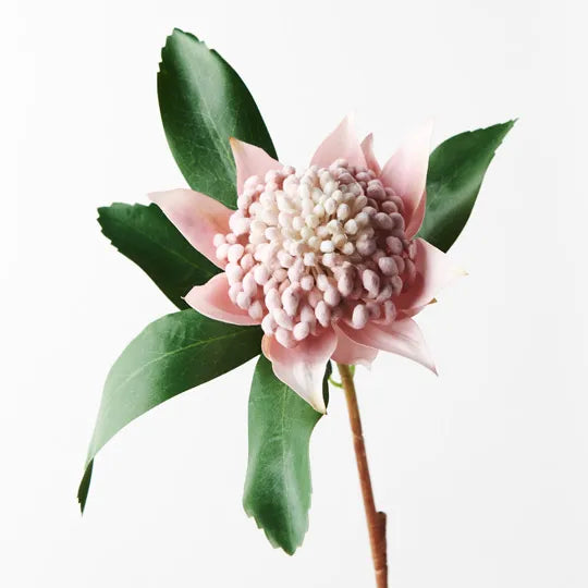 Waratah Light Pink (45cml)