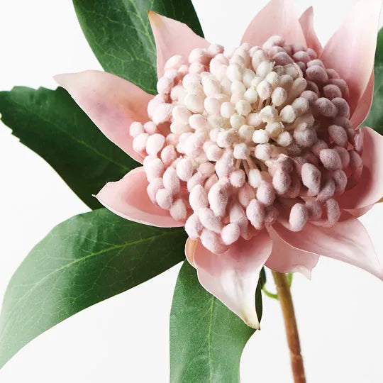 Waratah Light Pink (45cml)